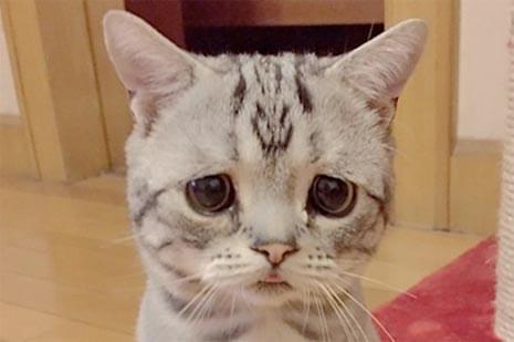 404 kitty is sad